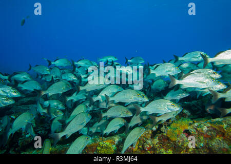 Zucker Wrack, nördlichen Bahamas, Karibik. Französische Grunzen (Haemulon flavolineatum) Invasive Arten. Stockfoto