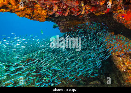 Zucker Wrack, nördlichen Bahamas, Karibik Stockfoto