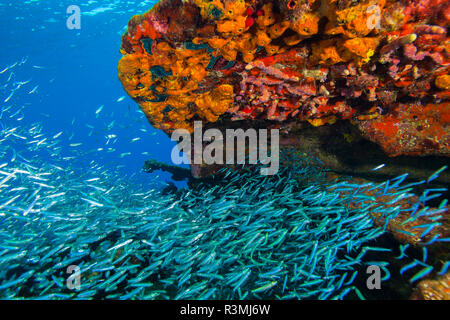 Zucker Wrack, nördlichen Bahamas, Karibik invasive Arten. Stockfoto