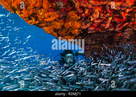 Zucker Wrack, nördlichen Bahamas, Karibik Stockfoto