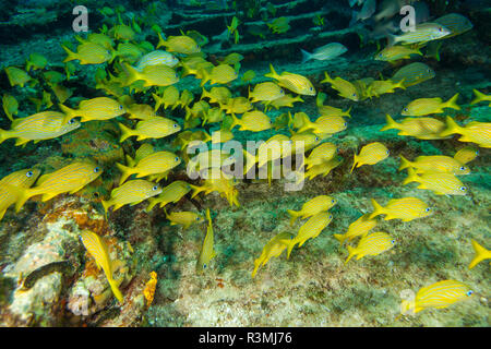 Zucker Wrack, nördlichen Bahamas, Karibik Stockfoto