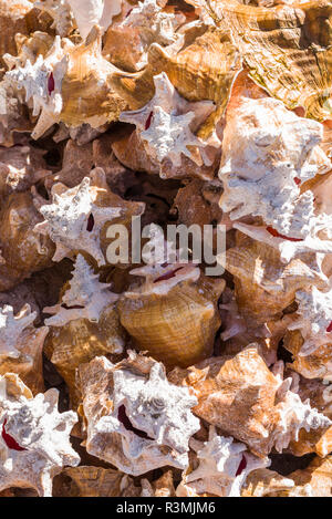 Britische Jungferninseln, Anegada. Lower Bay, Muscheln Stockfoto