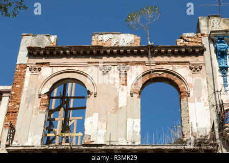 Kuba, Havanna. Baum auf alten zerfallenden Gebäude wächst. Kredit als: Wendy Kaveney/Jaynes Galerie/DanitaDelimont.com Stockfoto