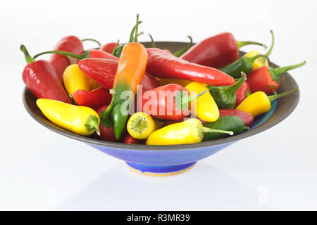 Capsicum annuum. Chilis in blauer Schüssel. Stockfoto