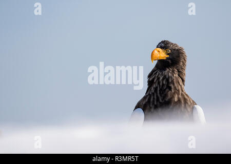 Der Steller Fish Eagle Überwinterung auf der Halbinsel Shiretoko, Hokkaido, Japan. Stockfoto