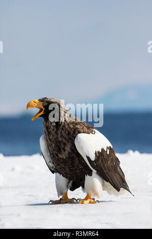 Der Steller Fish Eagle Überwinterung auf der Halbinsel Shiretoko, Hokkaido, Japan. Stockfoto