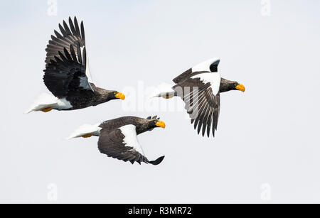 Der Steller Fish Eagle Flying. Überwintern auf der Halbinsel Shiretoko, Hokkaido, Japan. Stockfoto