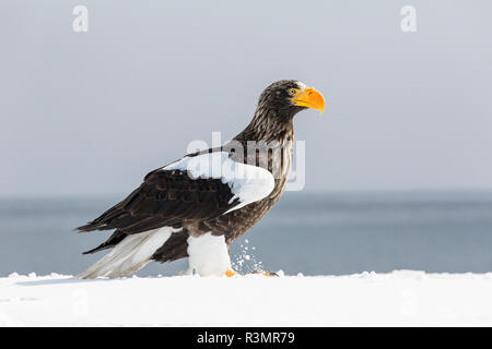 Der Steller Fish Eagle Überwinterung auf der Halbinsel Shiretoko, Hokkaido, Japan. Stockfoto