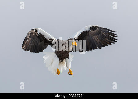 Der Steller Fish Eagle Flying. Überwintern auf der Halbinsel Shiretoko, Hokkaido, Japan. Stockfoto