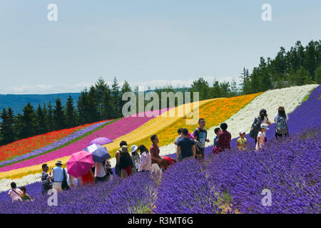 Touristen in der Lavendelfarm, Präfektur Hiroshima Furano, Hokkaido, Japan Stockfoto