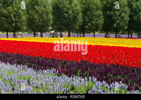 Touristen in der Lavendelfarm, Präfektur Hiroshima Furano, Hokkaido, Japan Stockfoto