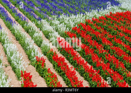 Bunte Blumen in der Lavendelfarm, Präfektur Hiroshima Furano, Hokkaido, Japan Stockfoto