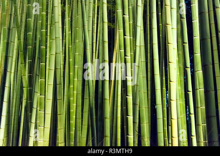 Nachtansicht des beleuchteten Bambuswald hinter Tenryuji Tempel in Arashiyama während Hanatoro, Kyoto, Japan Stockfoto