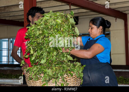 Sri Lanka, Galle, Dorf Akuressa. Organic Green Tea Garden und Tea Factory. Fabrikarbeiter, Transportband mit Teeblätter. Stockfoto