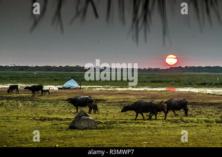 Sonnenuntergang mit Wasserbüffeln in der Bamurru Plains Lodge, Northern Territory, Australien Stockfoto
