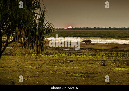Sonnenuntergang mit Wasserbüffeln in der Bamurru Plains Lodge, Northern Territory, Australien Stockfoto