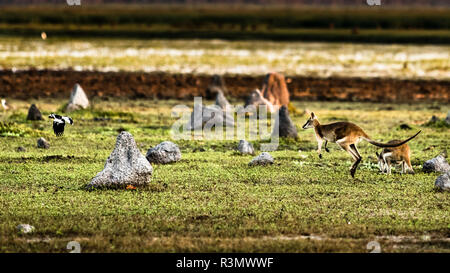 Kangaroo in Bamurru Plains Lodge, Northern Territory, Australien Stockfoto