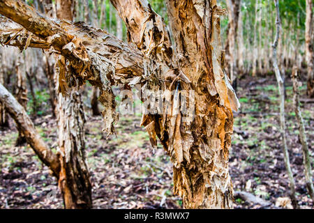 Papierrinde in der Bamurru Plains Lodge, Northern Territory, Australien Stockfoto