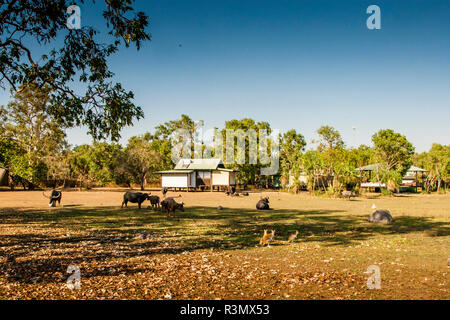 Wasserbüffel in der Bamurru Plains Lodge, Northern Territory, Australien Stockfoto