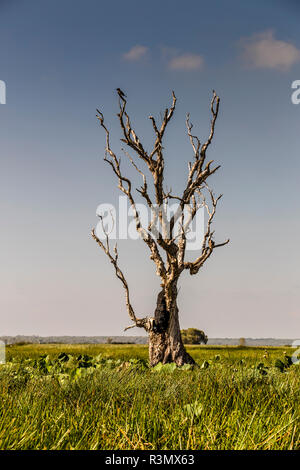 Vogelbeobachtung in der Bamurru Plains Lodge, Northern Territory, Australien Stockfoto