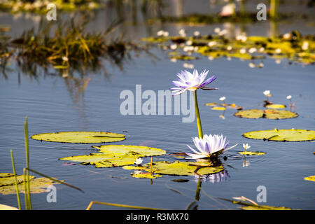 Waterliliy in Bamurru Plains Lodge, Northern Territory, Australien Stockfoto