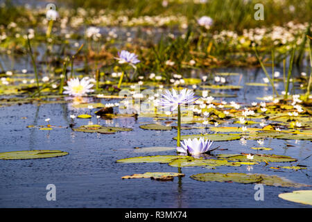 Waterliliy in Bamurru Plains Lodge, Northern Territory, Australien Stockfoto