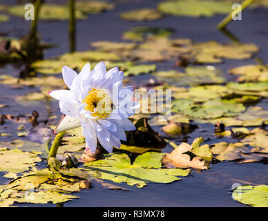 Bienenlandung auf einer Waterliliy in der Bamurru Plains Lodge, Northern Territory, Australien Stockfoto