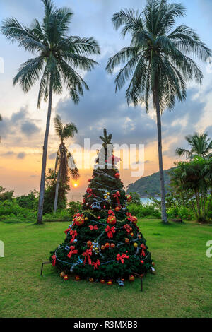 Weihnachtsbaum und Palmen. Gebiet nördlich von Laem Nan Beach, Koh Samui, Thailand Stockfoto
