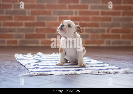 Gesund Schlafen rot weiß Welpen von Englisch Bull Dog in der Nähe der Wand und auf dem Boden auf Kamera. Cute doggy mit schwarzer Nase bunte Körper sitzen Stockfoto