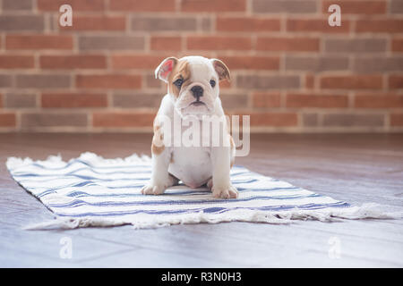 Gesund Schlafen rot weiß Welpen von Englisch Bull Dog in der Nähe der Wand und auf dem Boden auf Kamera. Cute doggy mit schwarzer Nase bunte Körper sitzen Stockfoto