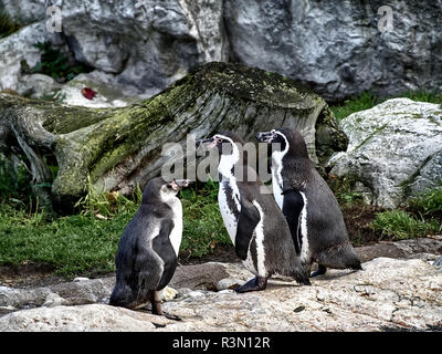 Nahaufnahme von einer Gruppe der Pinguine Stockfoto