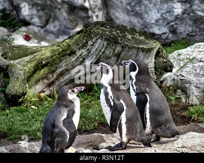 Nahaufnahme von einer Gruppe der Pinguine Stockfoto
