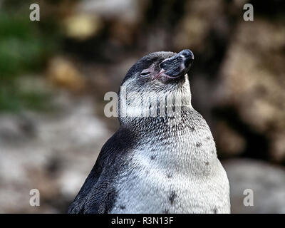 Nahaufnahme von einem Pinguin auf einem Stein in einem See Stockfoto