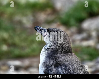 Nahaufnahme von einem Pinguin auf einem Stein in einem See Stockfoto