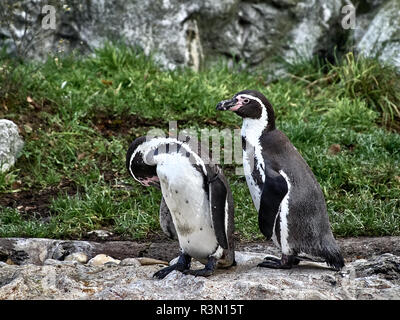 Schuß von zwei pinguine entspannen Sie sich auf einem Stein in einem See Stockfoto