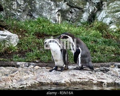 Schuß von zwei pinguine entspannen Sie sich auf einem Stein in einem See Stockfoto