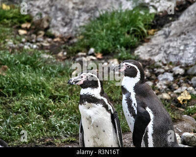 Nahaufnahme von einer Gruppe der Pinguine Stockfoto