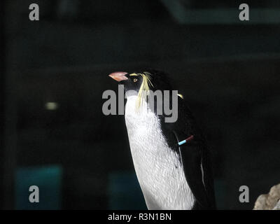 Nahaufnahme von einem Pinguin auf einem Stein in einem See Stockfoto