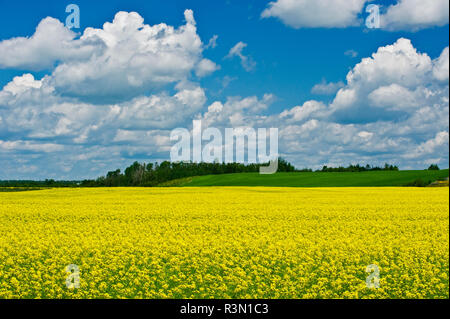 Kanada, Ontario, New Liskeard. Raps Ernte in der Blüte. Stockfoto