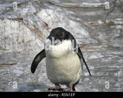 Nahaufnahme von einem Pinguin auf einem Stein in einem See Stockfoto