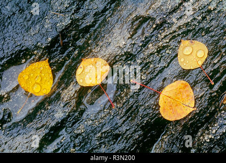 Kanada, Ontario, Rushing River Provincial Park. Zittern aspen Blätter nass Rock. Stockfoto