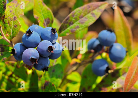 Kanada, Ontario, Ohr fällt. Nahaufnahme der Blaubeeren am Weinstock. Stockfoto