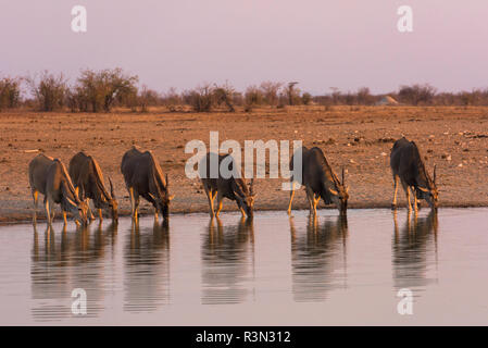 Herde von gemeinsamen Elenantilope (taurotragus Oryx) Trinken an den Sonnenuntergang, Etosha National Park, Namibia