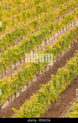 Kanada, Ontario, Niagara Escarpment Wine Country, St. Catherines Weinberg im Herbst Stockfoto