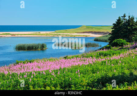 Kanada, Prince Edward Island, Priester Teich. Fireweed entlang Golf von St. Lawrence. Stockfoto