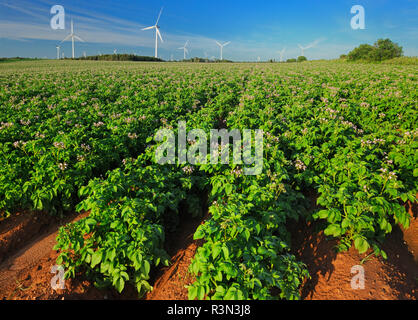 Kanada, Prince Edward Island, West Cape. Kartoffelernte Feld- und Windkraftanlagen. Stockfoto