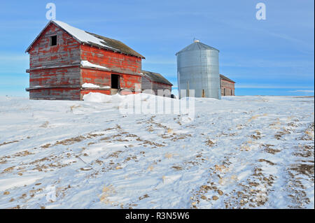 Kanada, Saskatchewan, Vizekönig. Alte Scheune und Korn bins. Stockfoto