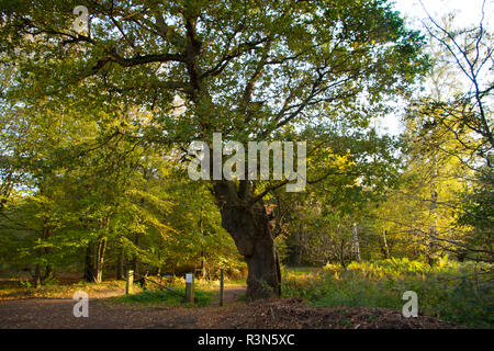 Woodland angezeigte Herbst Farbe in Epping Forest in Essex. Stockfoto