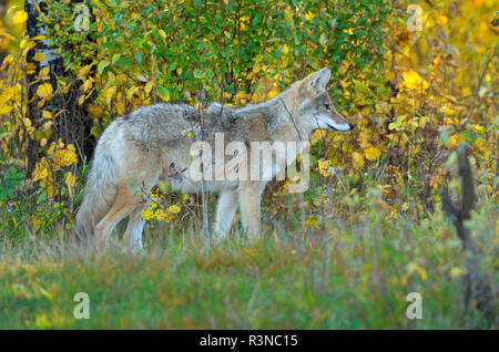 Kanada, Alberta, Elk Island National Park. Western Coyote close-up. Stockfoto