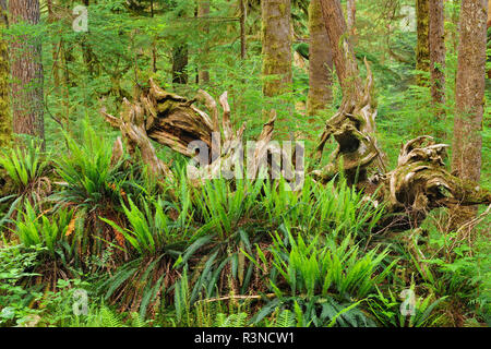 Kanada, British Columbia, Carmanah-Walbran Provincial Park. Farne und alten Baum im Regenwald. Stockfoto